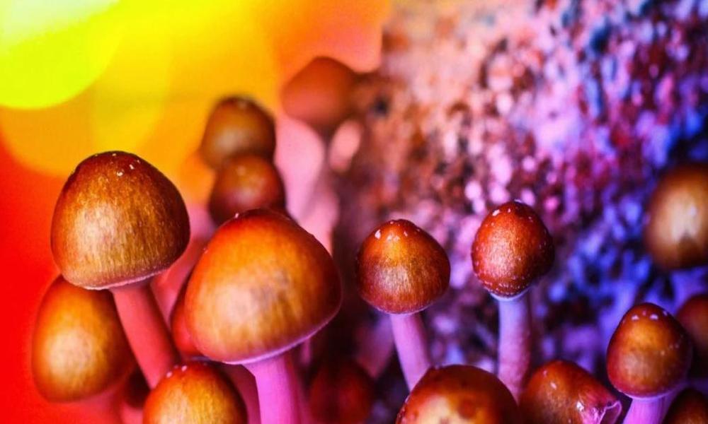 Nature's Psychedelic Artwork Capturing the Essence of Magic Mushrooms in Photos